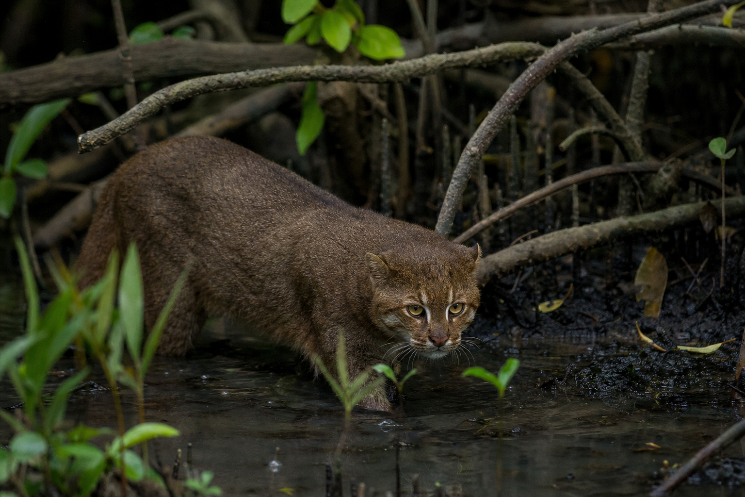 Le chat à tête plate est-il un animal de compagnie ?