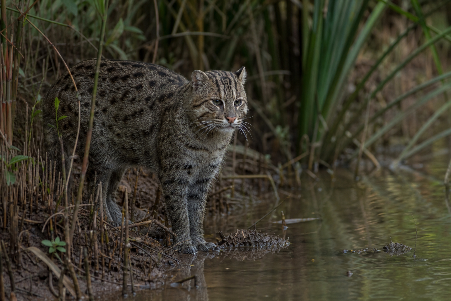 Le chat viverrin est un félin pêcheur sauvage, non domestique