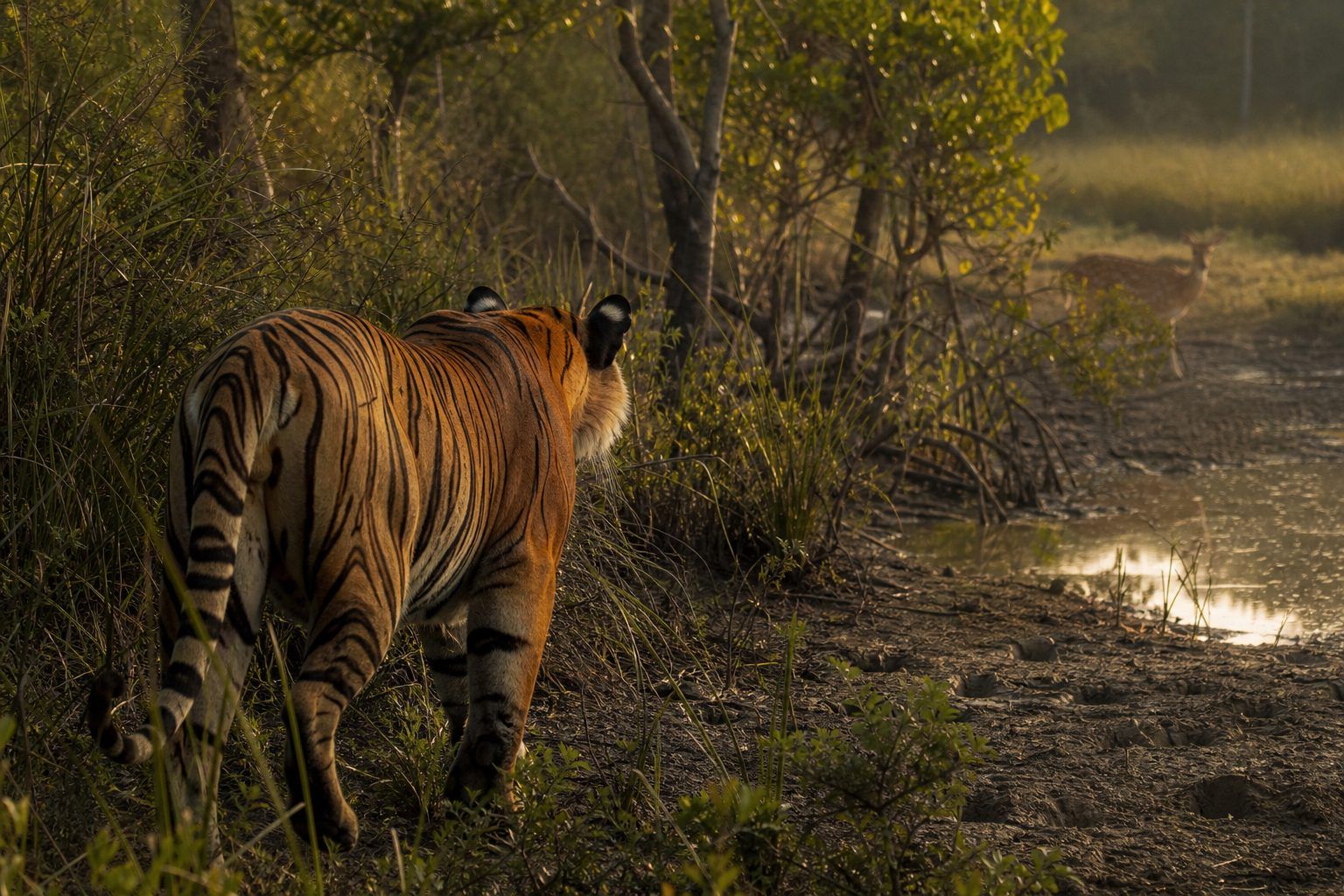 Répartition, habitat, alimentation et chasse du tigre royal