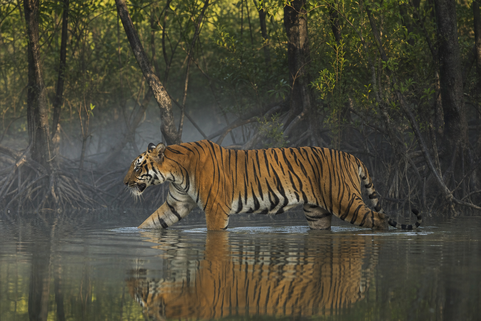 Pourquoi le Tigre du Bengale est-il encore si menacé ?